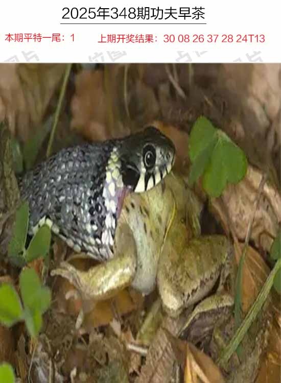 348期功夫早茶[图]