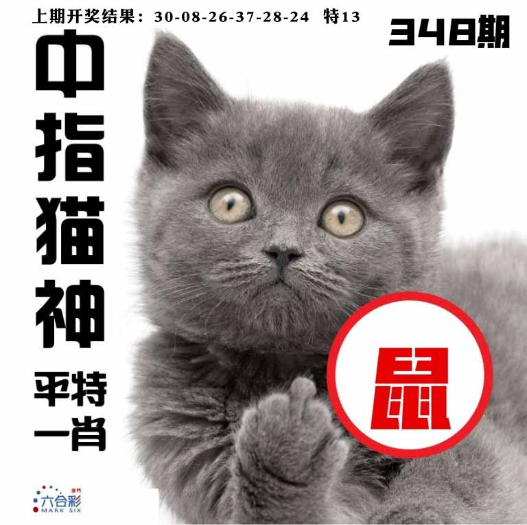 348期中指猫神[图]
