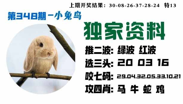 348期小兔鸟[图]